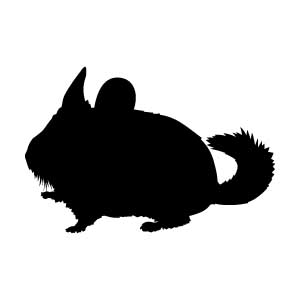 Chinchilla
