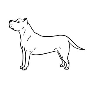 American Staffordshire Terrier