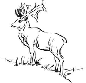 Elk