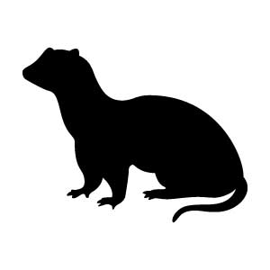 Ferret